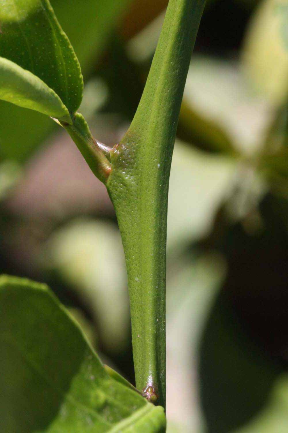            First year twig (Riverside, CA)   